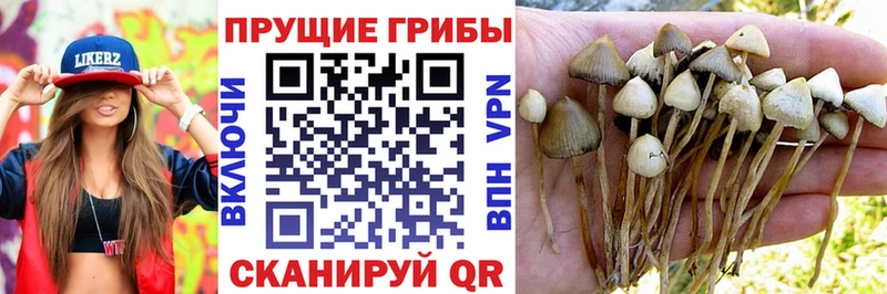 Галлюциногенные грибы Magic Shrooms  закладки  Советский 